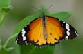 248 Afrikanischer Monarch - Danaus chrysippus